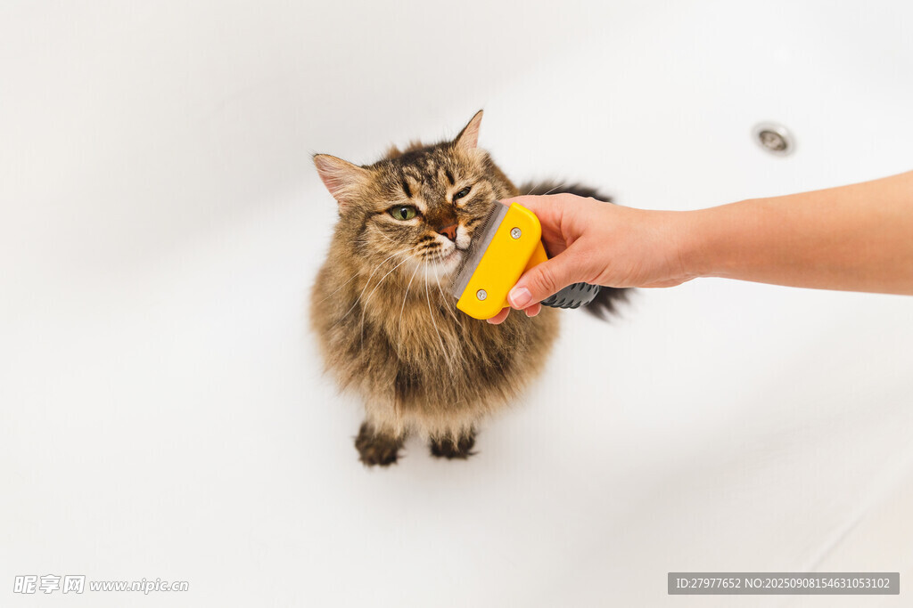 猫咪被喂食黄色物体