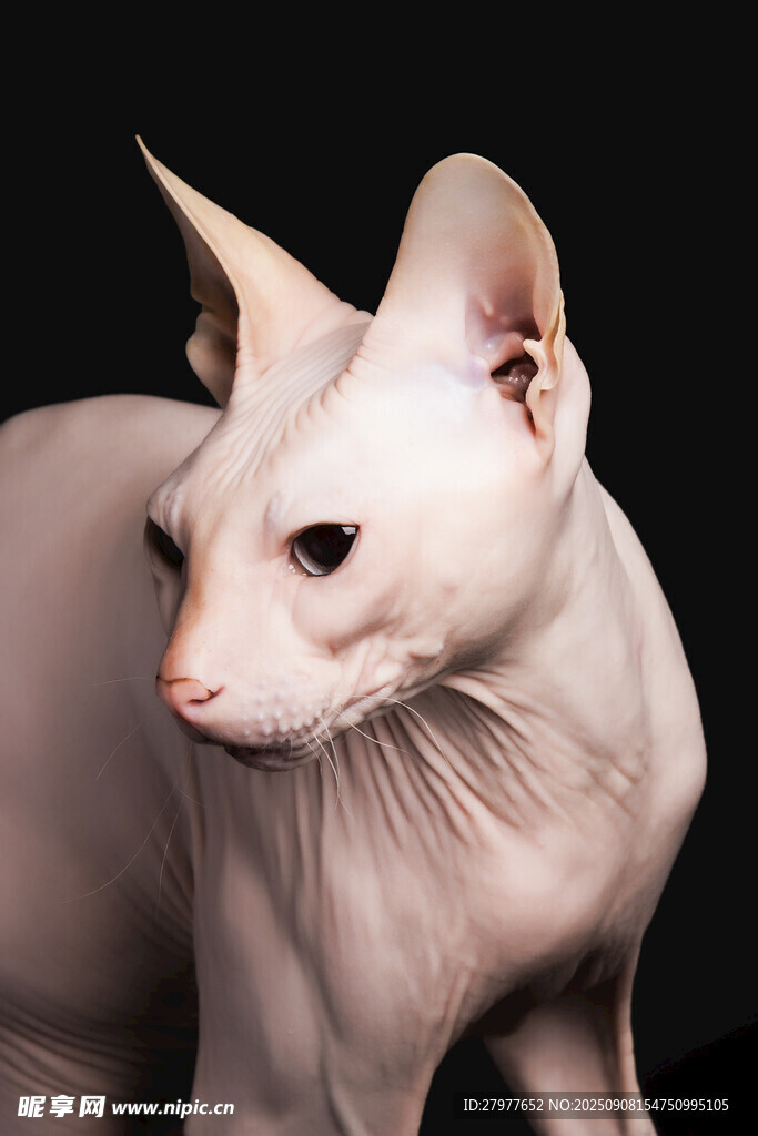 无毛猫特写