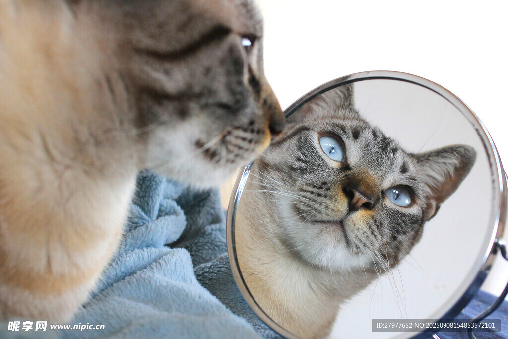 猫咪照镜好奇模样