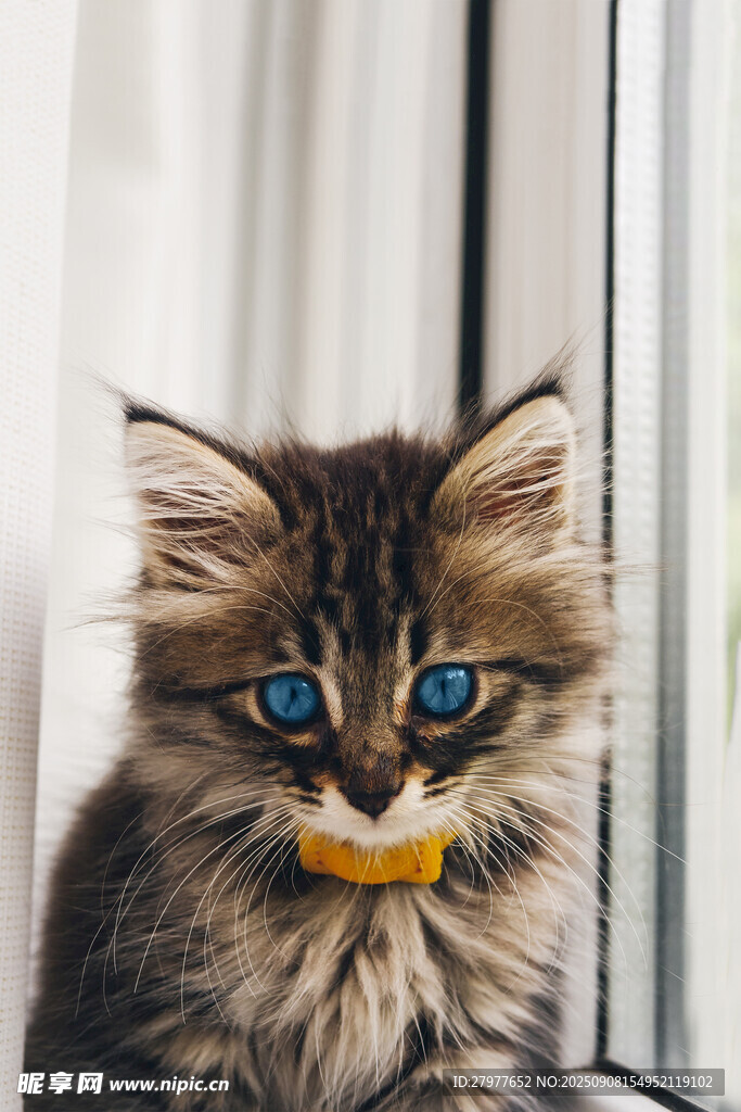 窗边蓝眼萌小猫