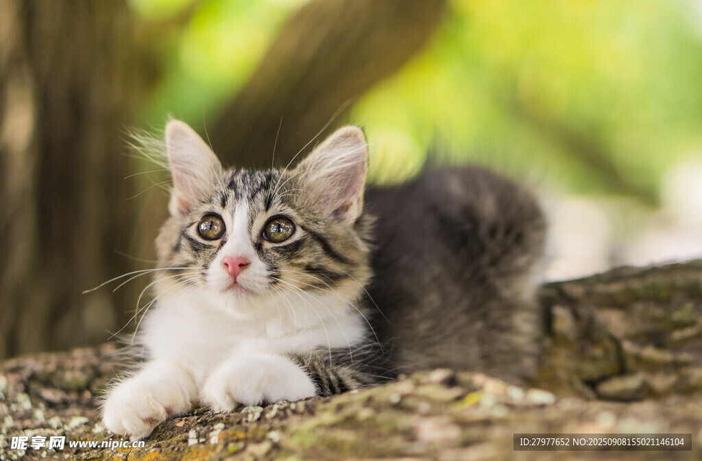 可爱小猫趴于树干旁