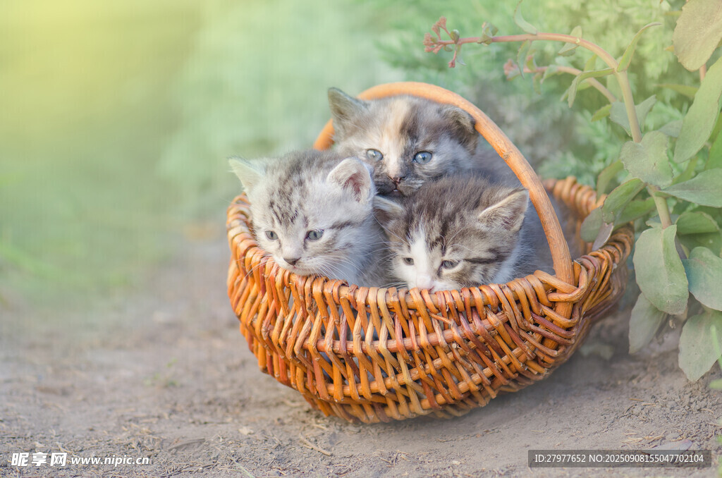 篮子里的可爱猫咪