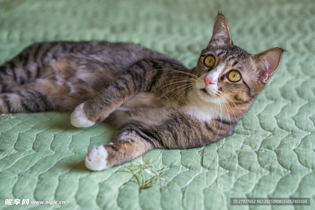 躺卧绿垫上的可爱花斑猫