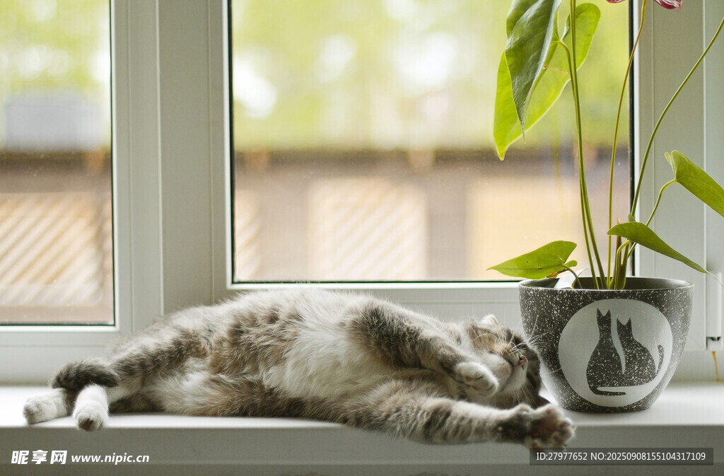 窗边酣睡的可爱猫咪