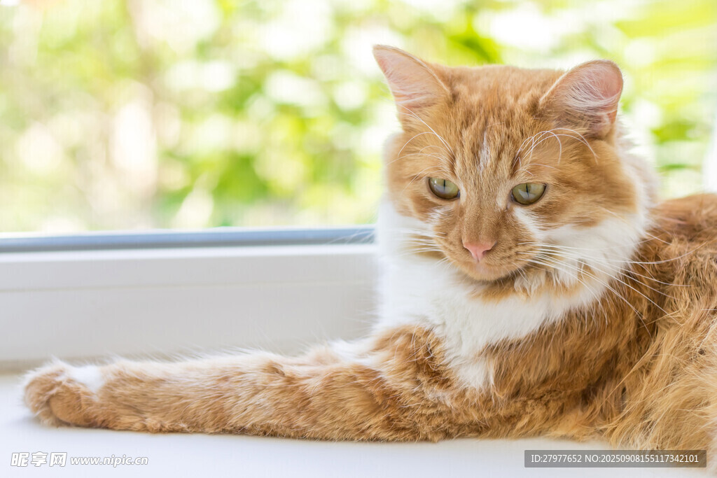 窗边慵懒的长毛橘猫