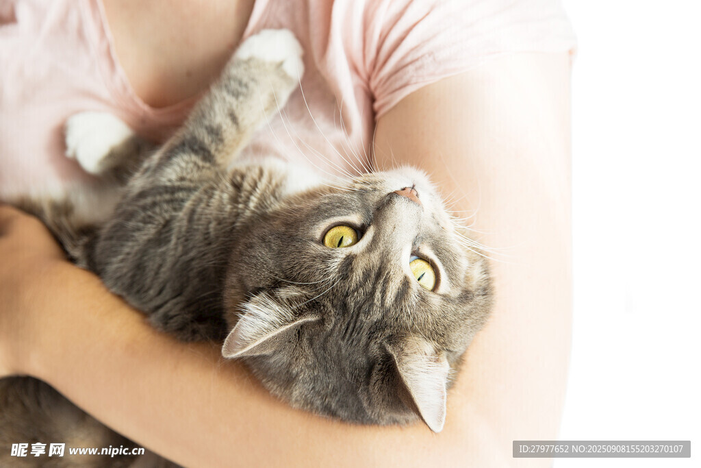 女子怀中可爱猫咪
