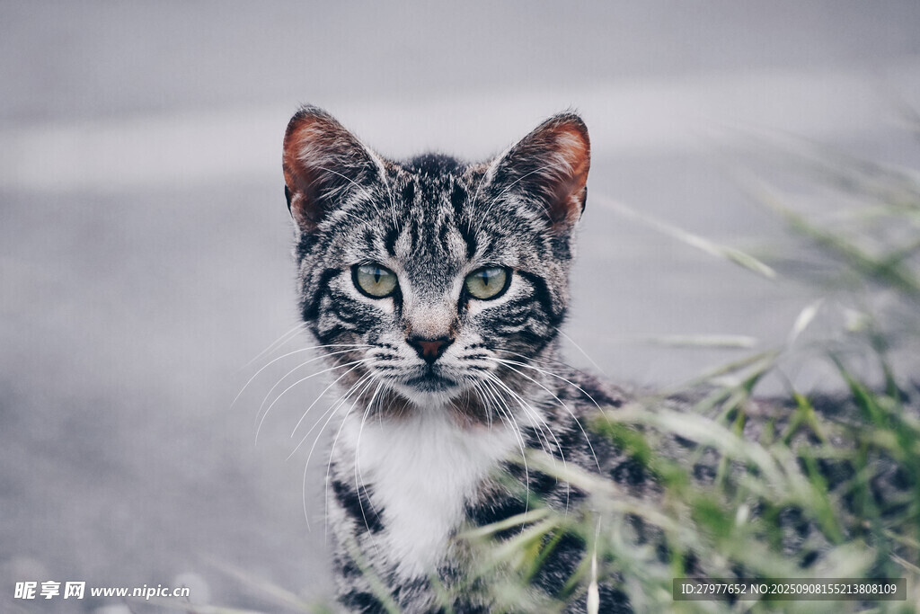 草丛中的可爱斑纹小猫