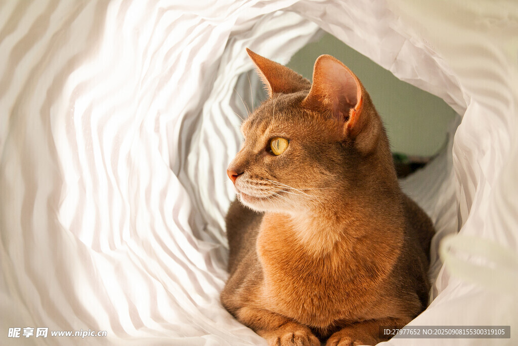 被窝里的可爱阿比西尼亚猫