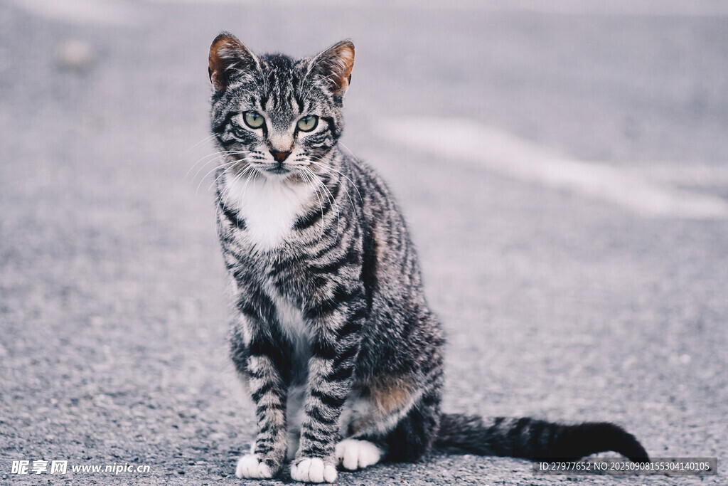 路边的条纹猫咪