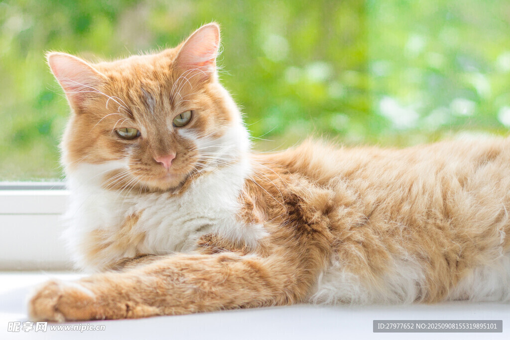窗边橘白长毛猫惬意躺卧