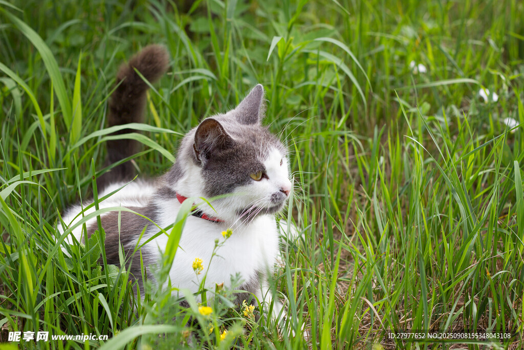 草丛中的可爱猫咪