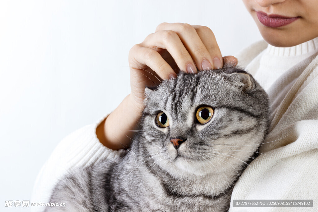 女子温柔抚摸可爱灰猫