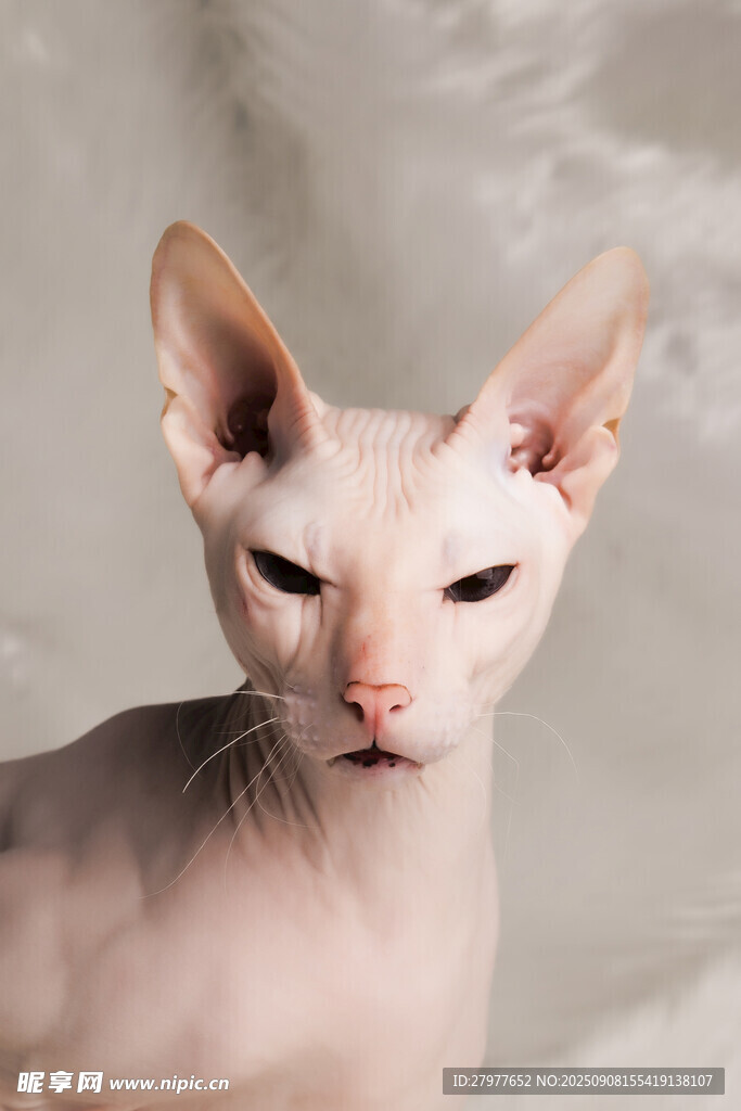 无毛猫特写