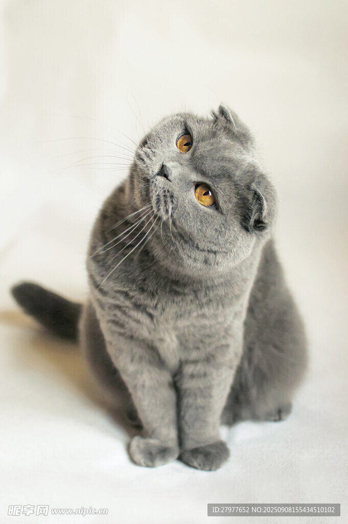 灰色折耳猫抬头望
