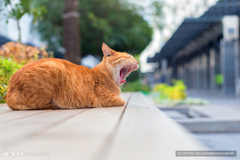 橘猫惬意打哈欠