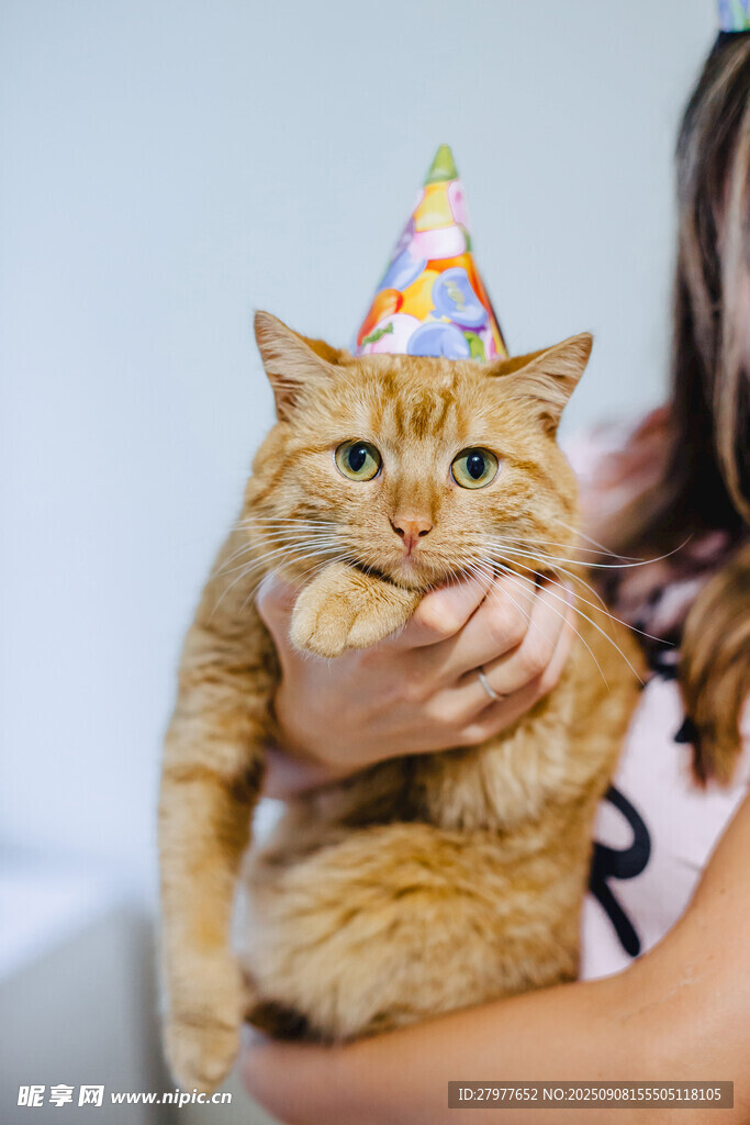 戴帽橘猫被温柔捧抱