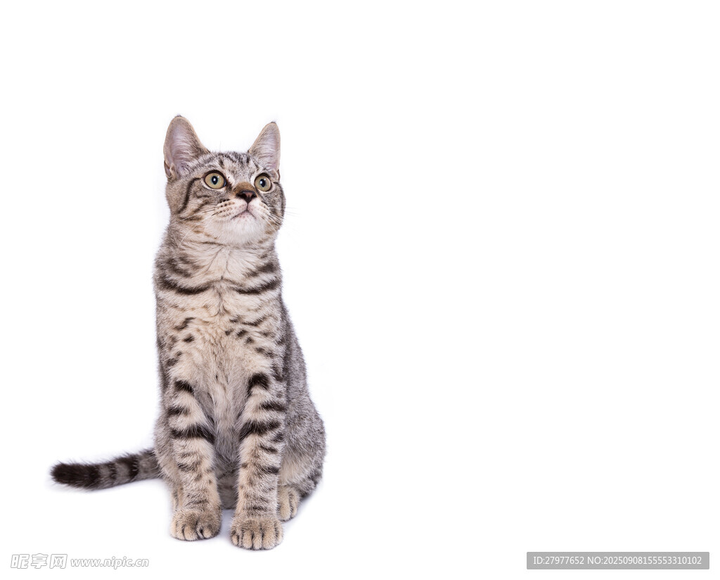 可爱条纹猫咪端坐