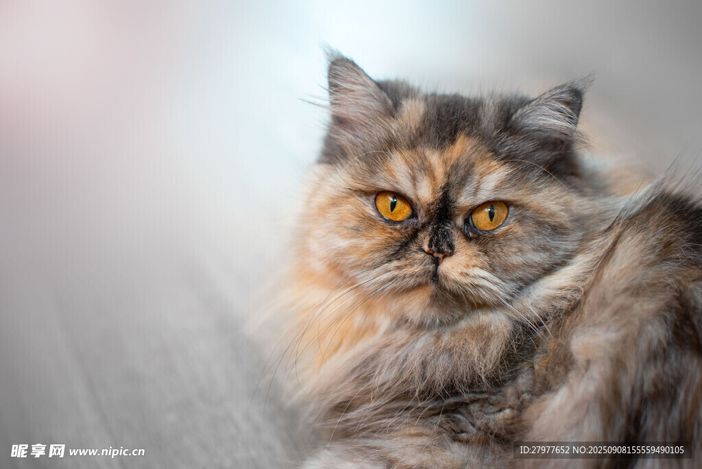 长毛三色猫的可爱瞬间