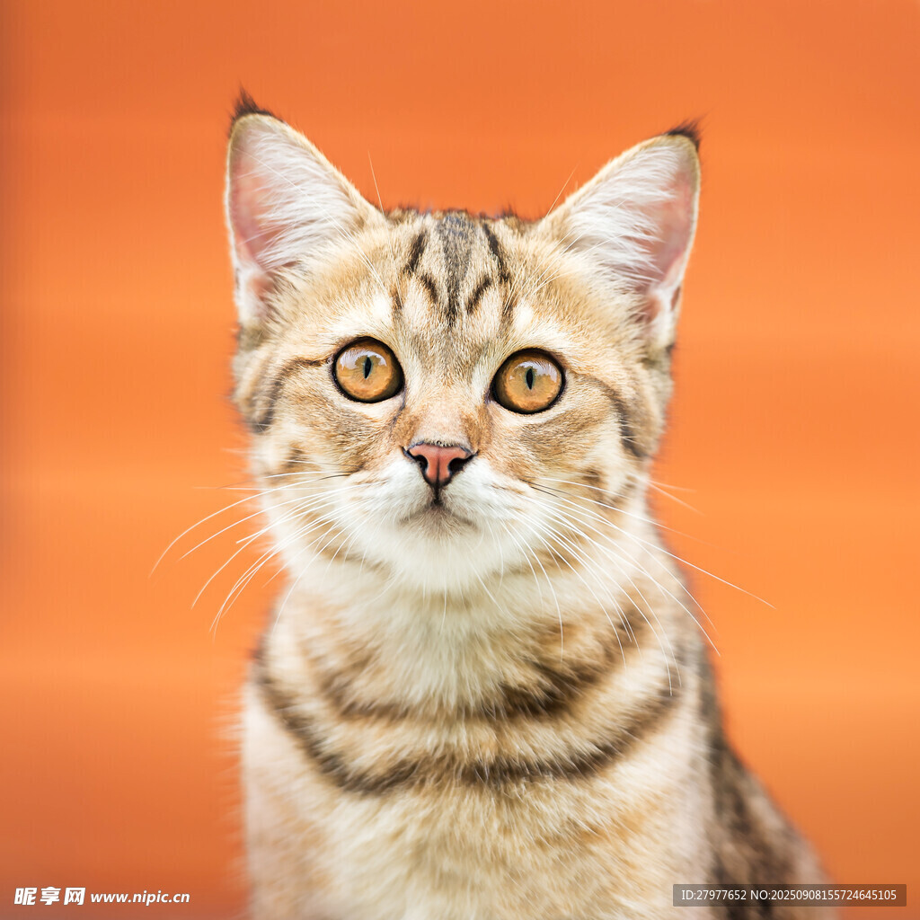 可爱斑纹小猫特写