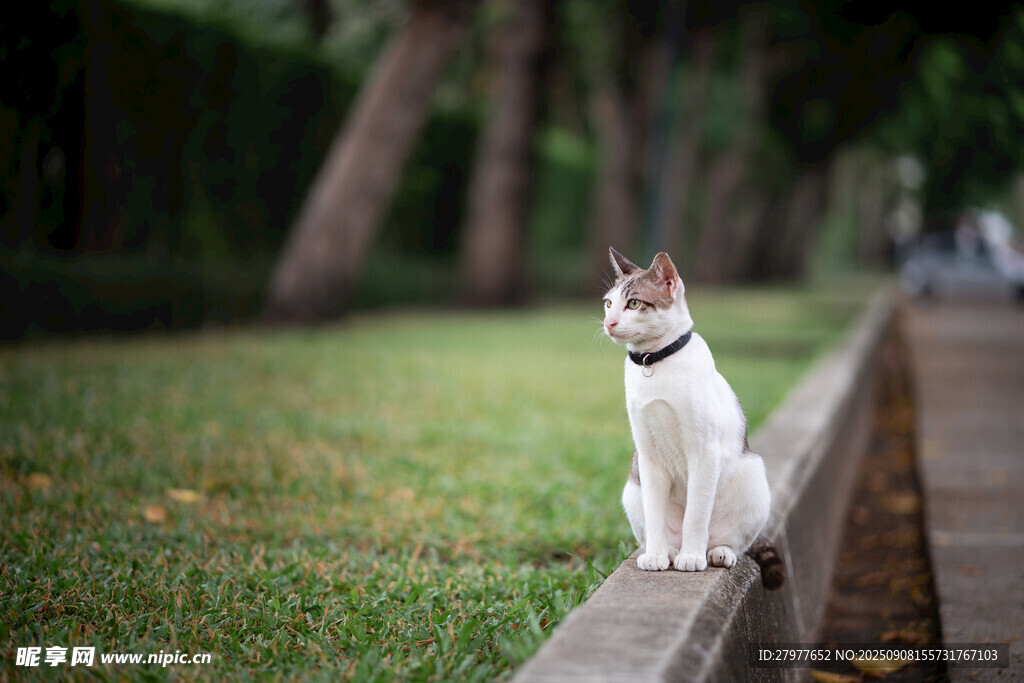 草地上蹲坐的可爱猫咪