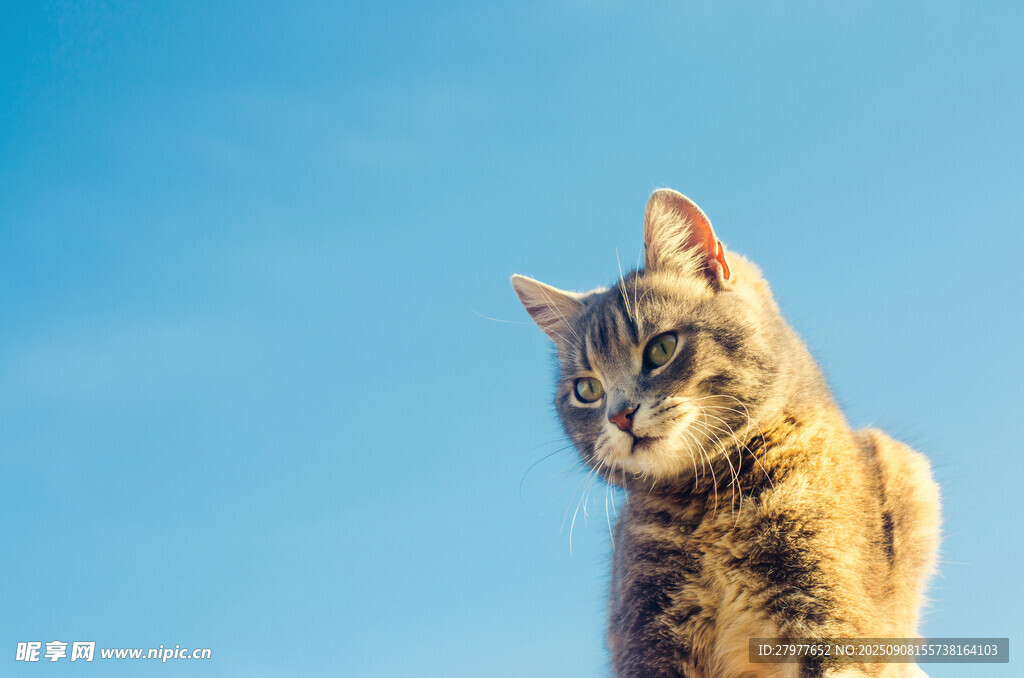 阳光下的猫咪