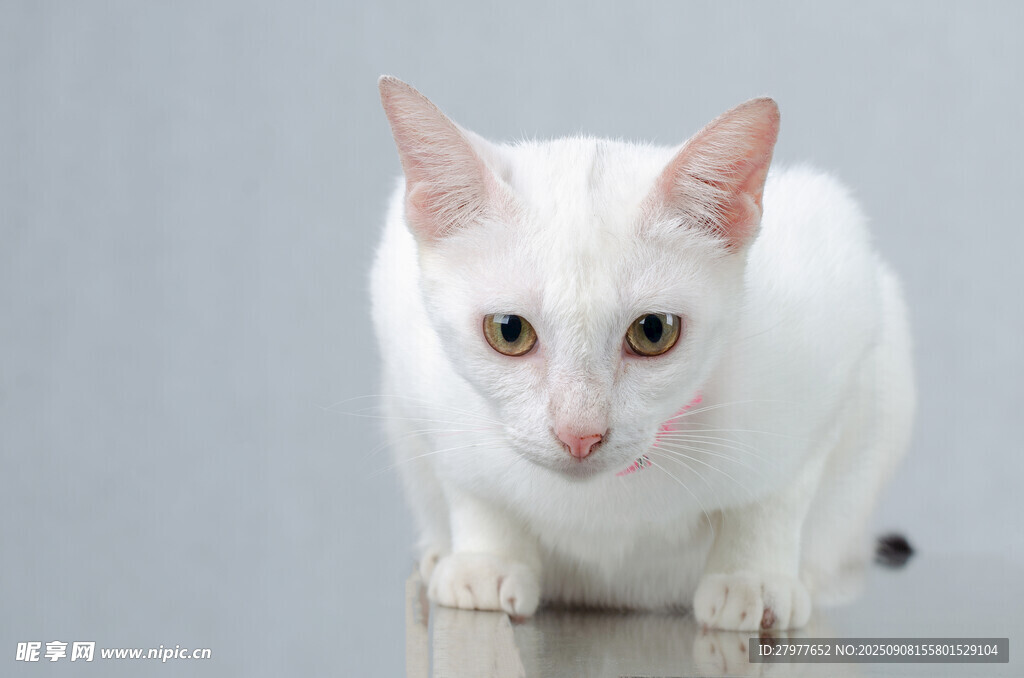 白色猫咪专注凝视