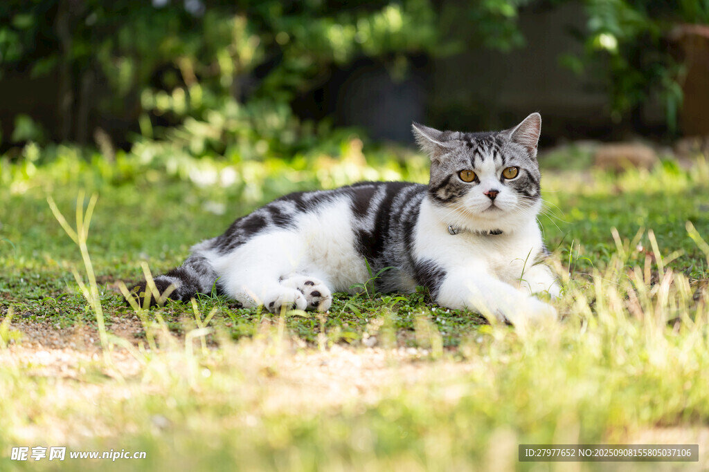 草地上的可爱猫咪