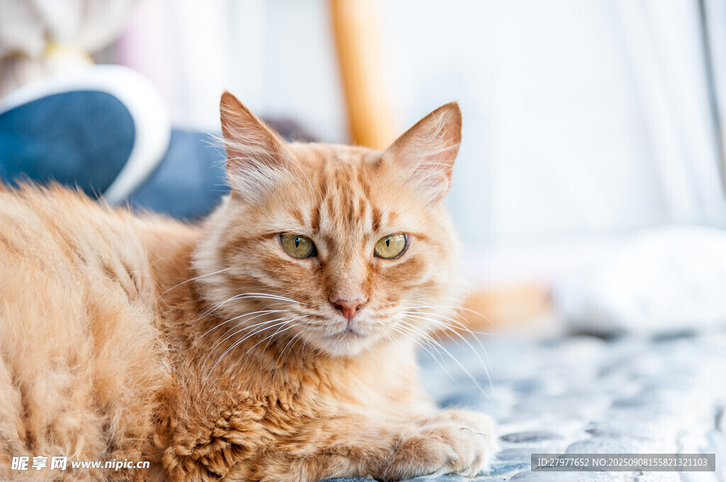 橘猫慵懒趴卧