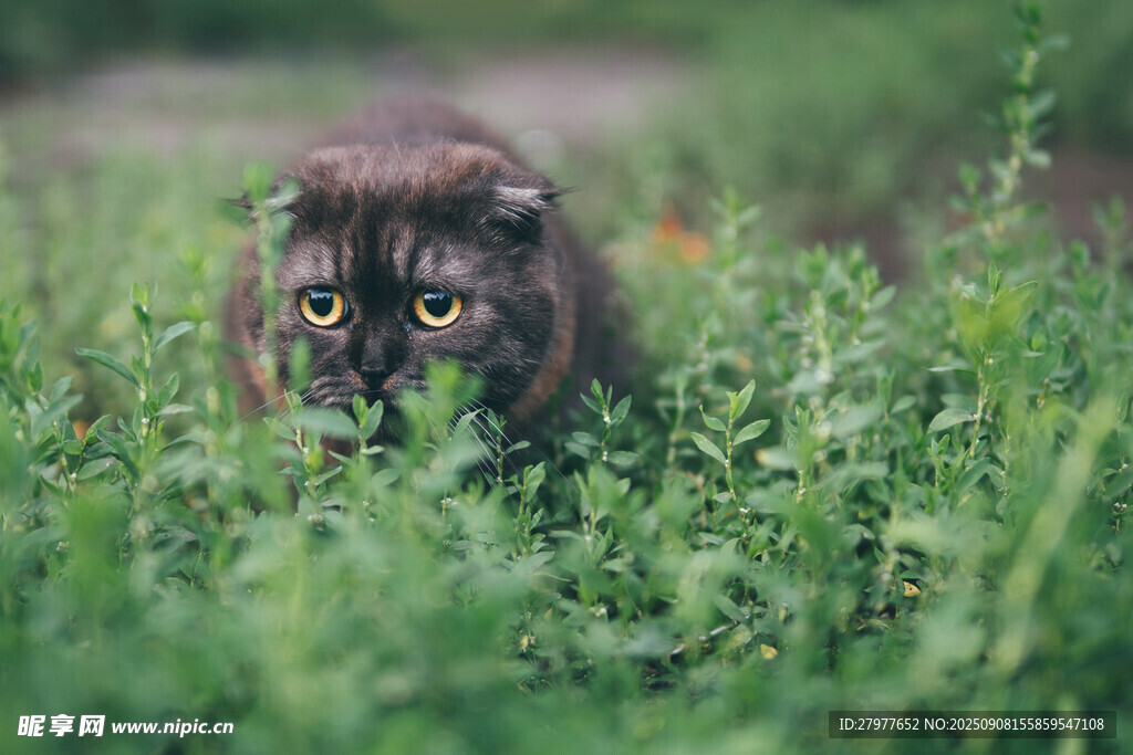 草丛中的可爱猫咪