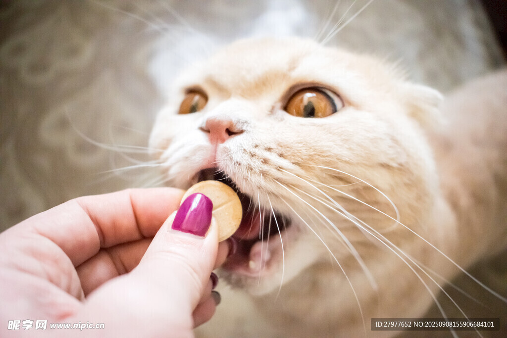 猫咪张嘴吃零食瞬间