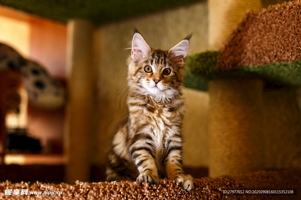 可爱小猫在猫爬架上玩耍