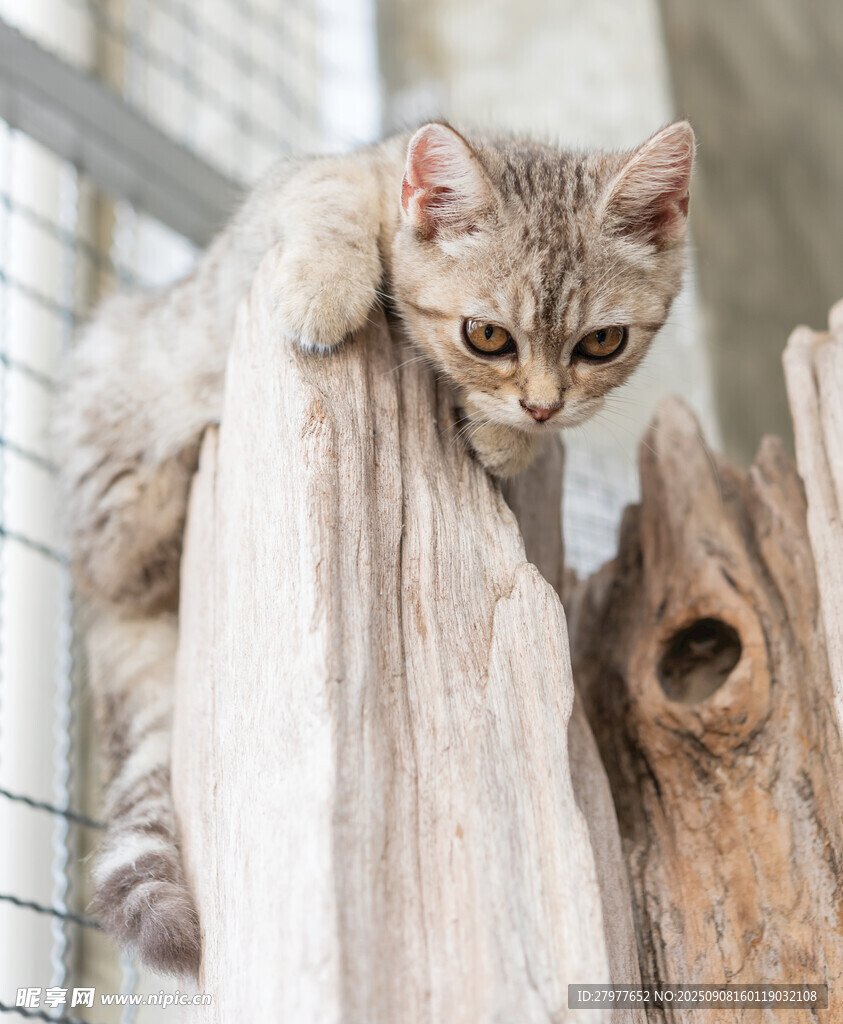 猫咪趴在木头上好奇张望