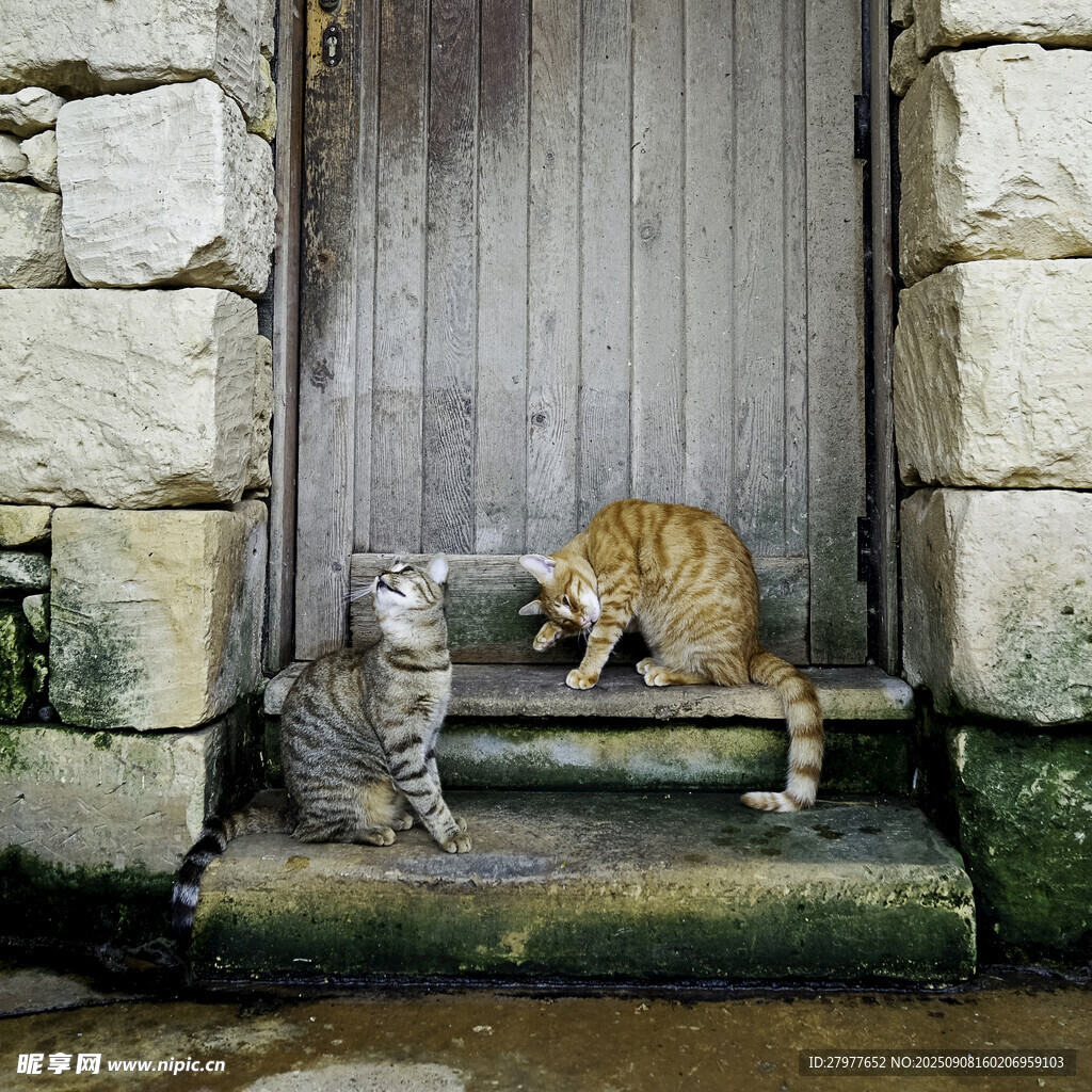 石屋门前的两只可爱猫咪