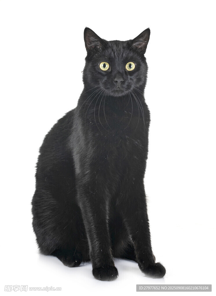 黑色猫咪端坐
