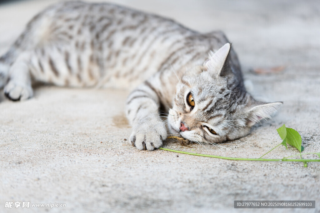 萌猫专注嗅闻绿叶