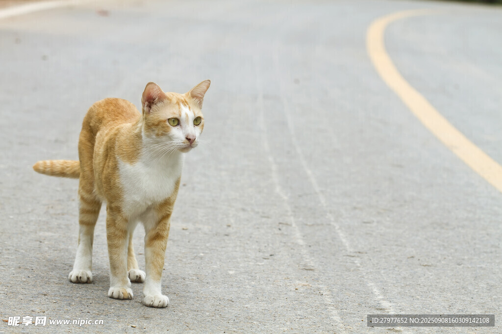 路上的橘白相间猫咪