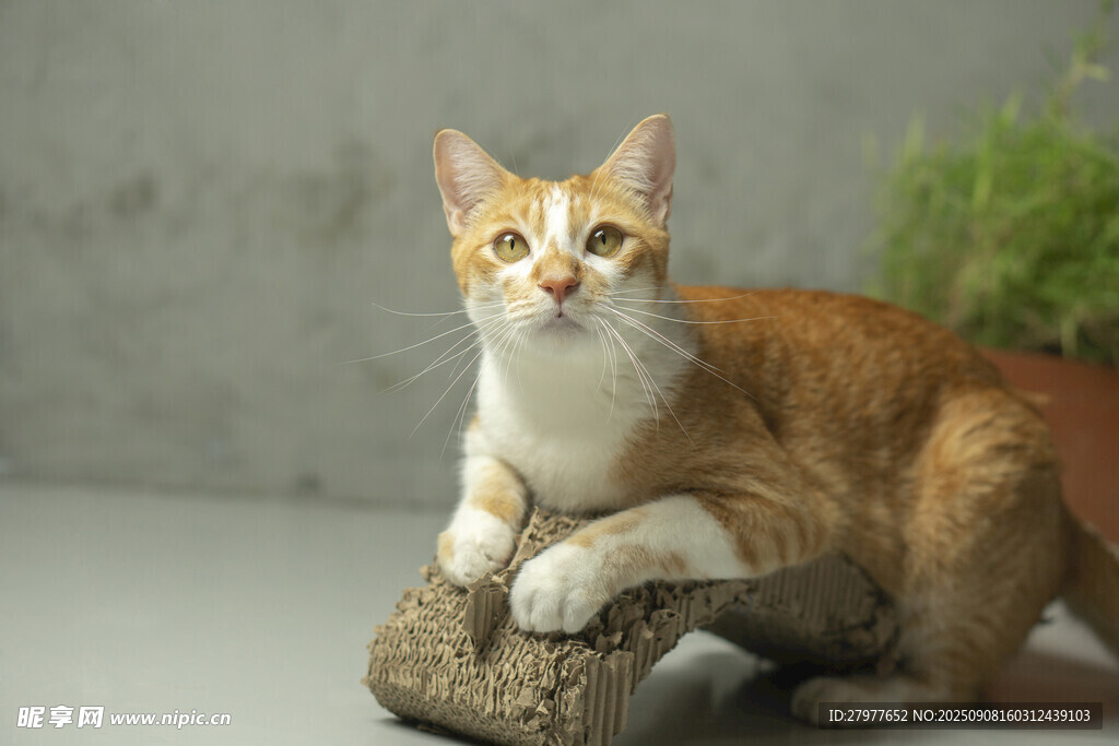可爱猫咪趴于石块上