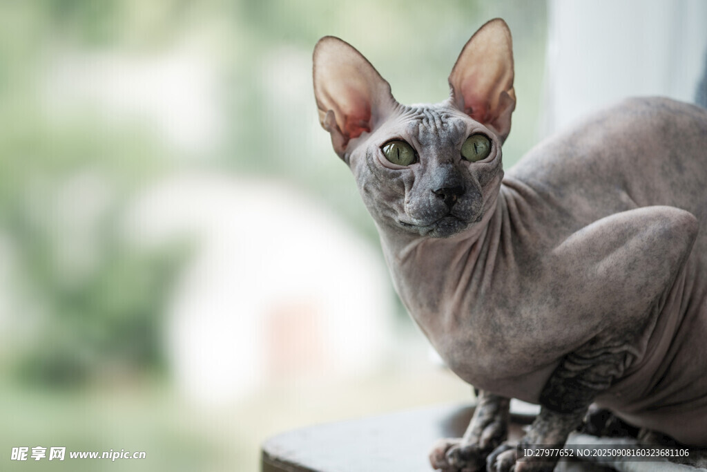 无毛猫特写