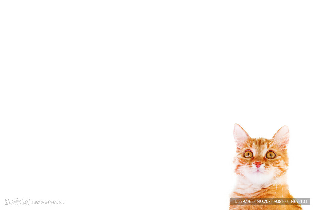 可爱橘猫抬头望