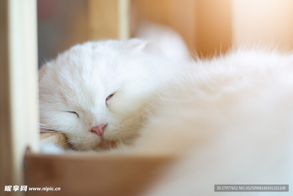 酣睡的白毛猫咪