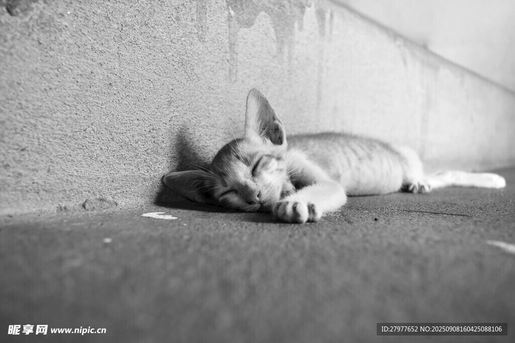 路边酣睡的猫咪