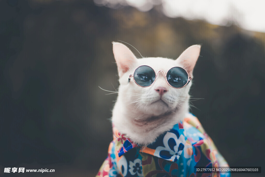 戴墨镜穿花衣的可爱猫咪