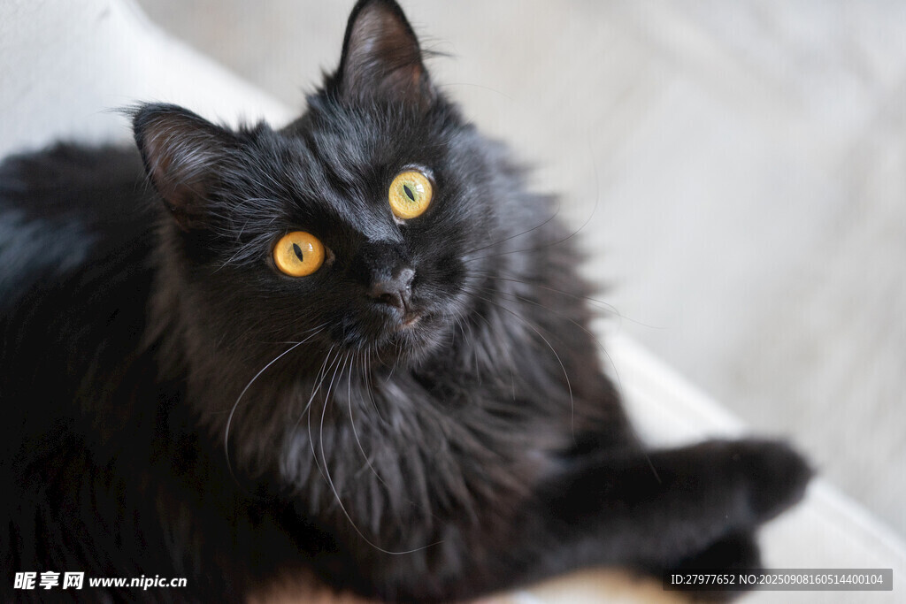 黑毛猫咪的好奇瞬间