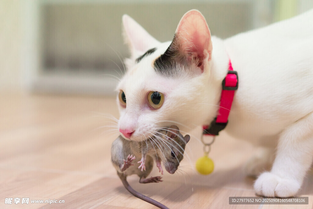小猫玩耍可爱模样