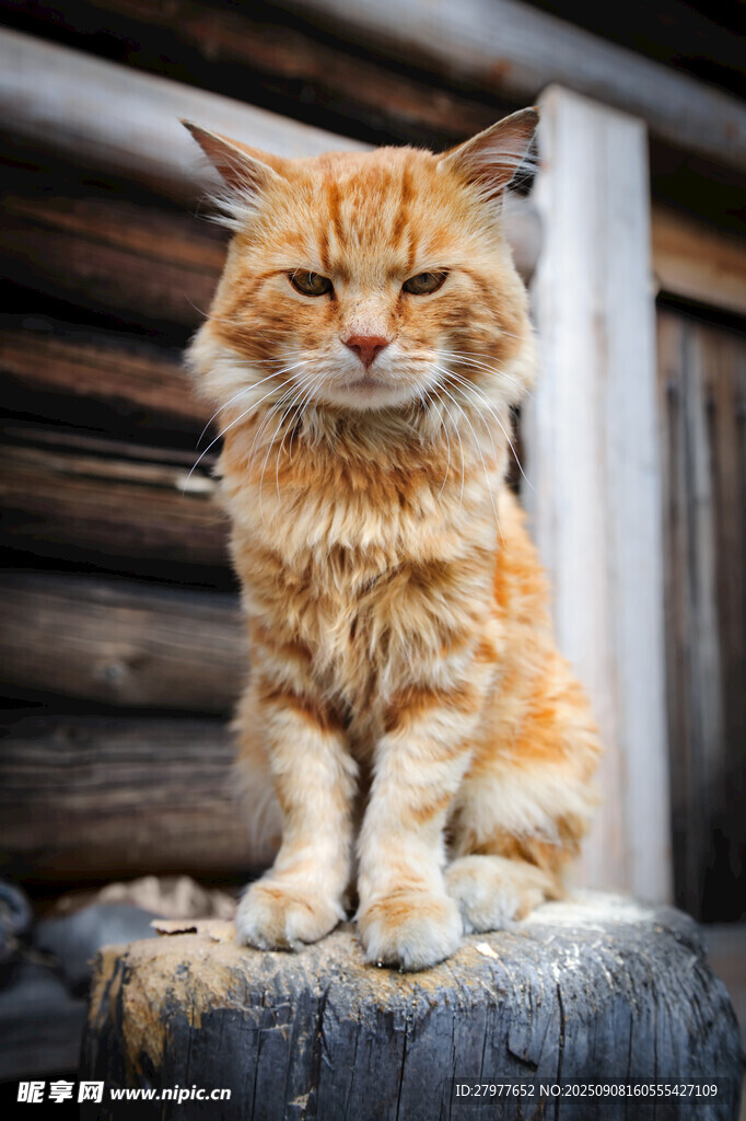 橘色长毛猫坐于木墩上