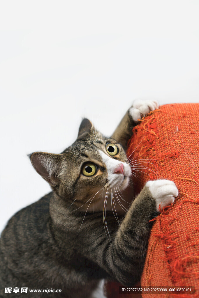 猫咪抓挠红色织物