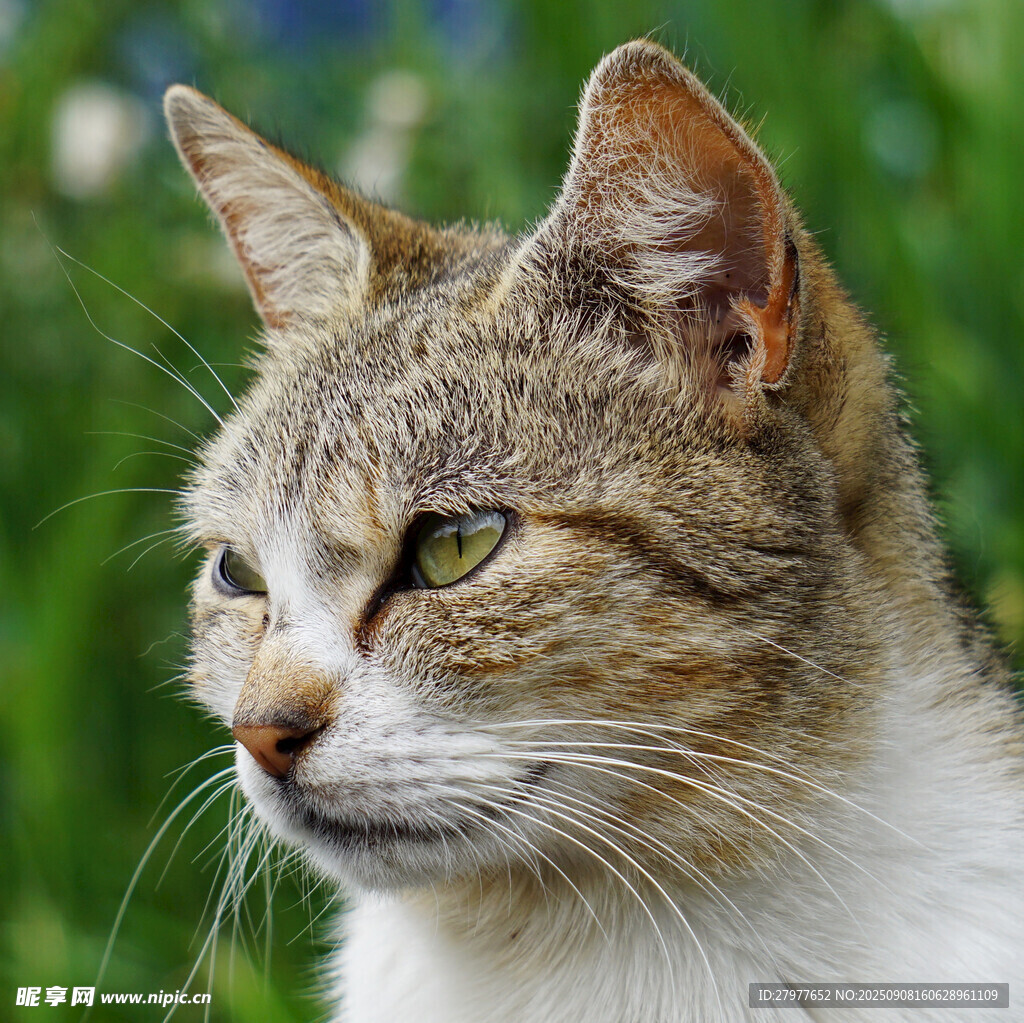 专注的猫咪