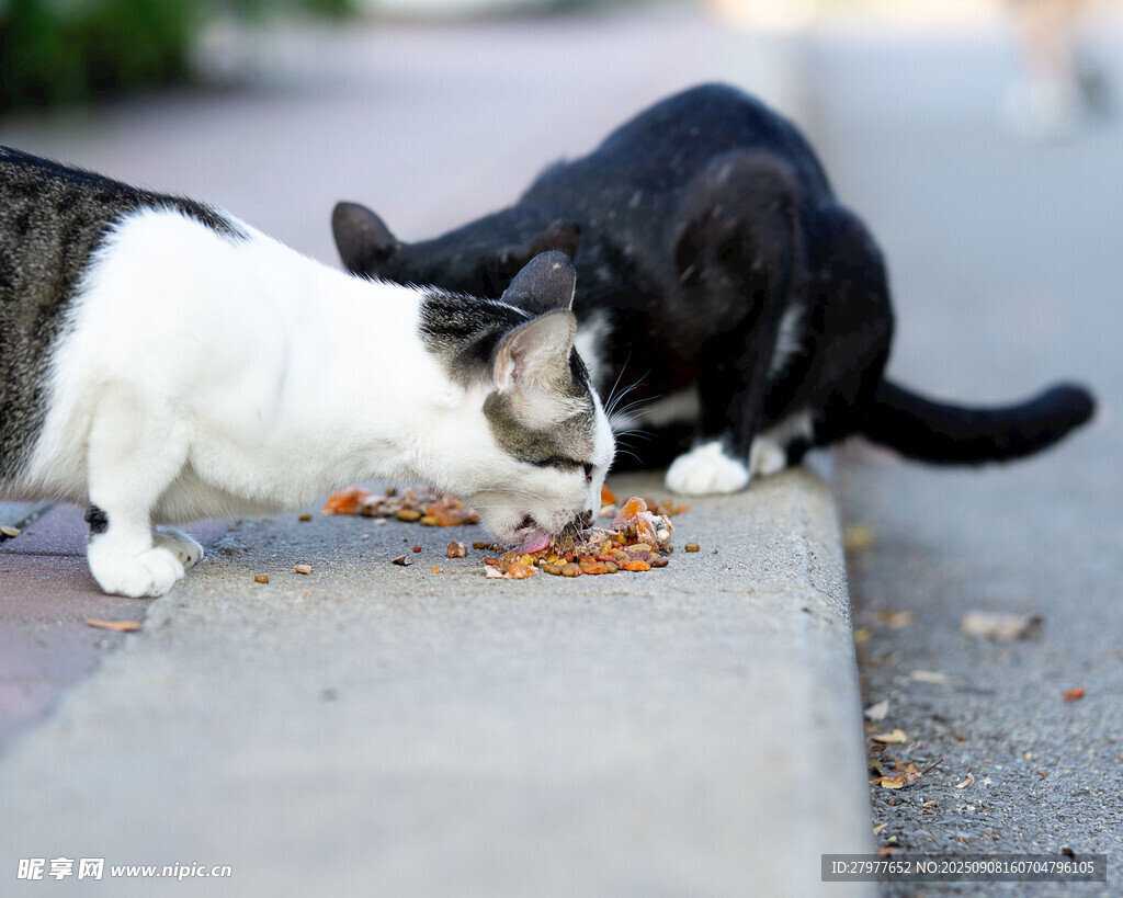 两只猫咪在路边享用食物