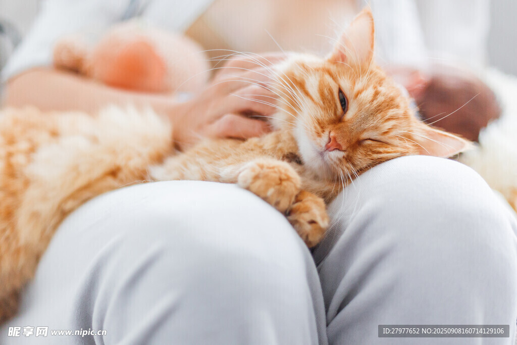 猫咪惬意躺于主人腿上