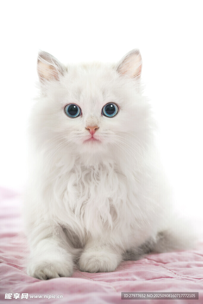 白色萌猫趴于粉色垫子上